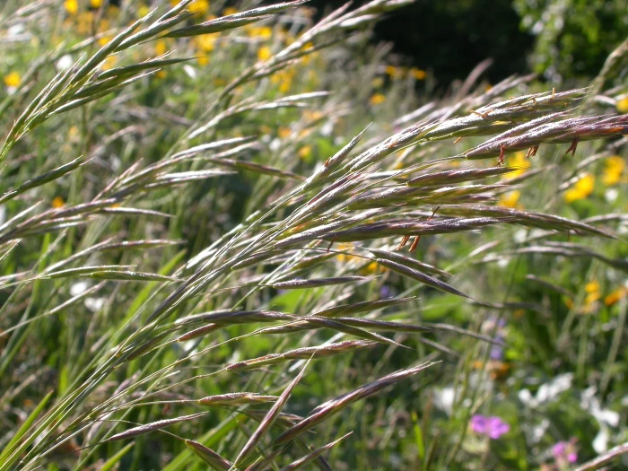 Bromus sitchensis image