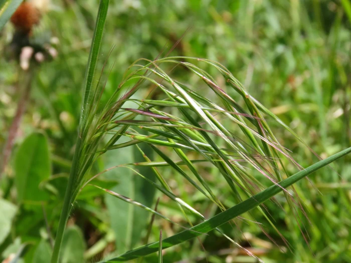 Bromus sterilis image