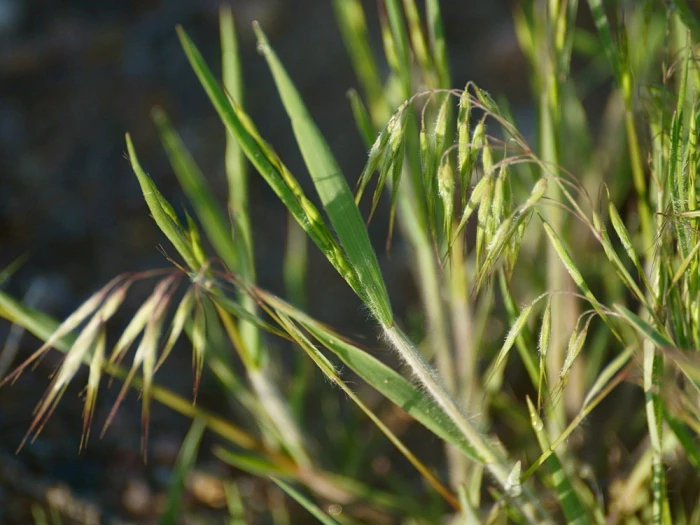 Bromus tectorum image