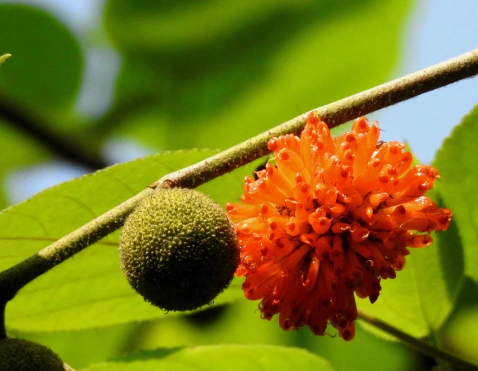 Broussonetia papyrifera image