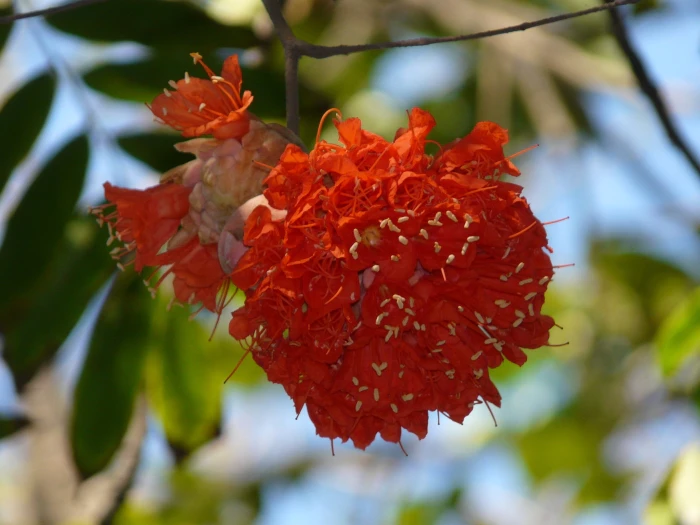 Brownea coccinea image