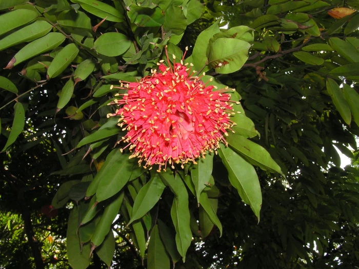 Brownea grandiceps image