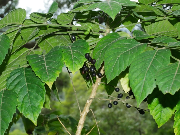Brucea javanica image