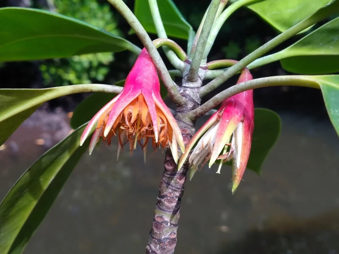 Bruguiera gymnorhiza image