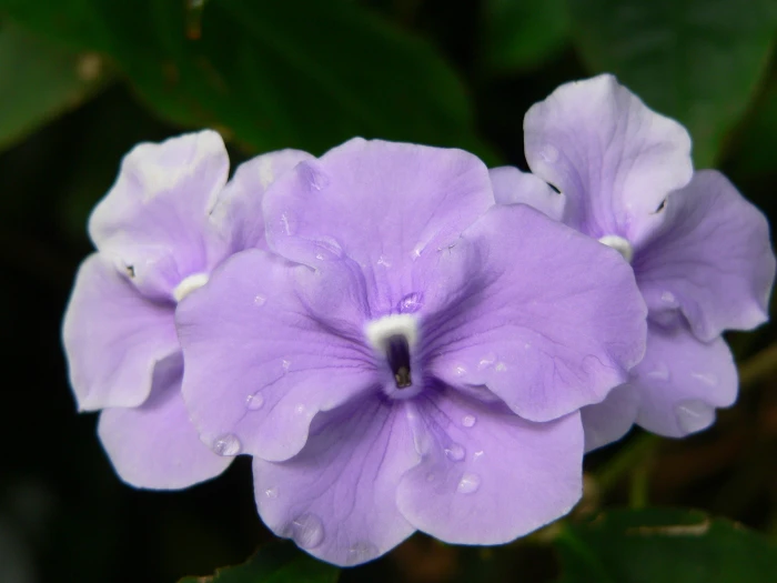 Brunfelsia pauciflora image