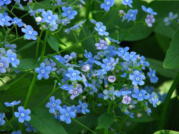 Brunnera macrophylla image