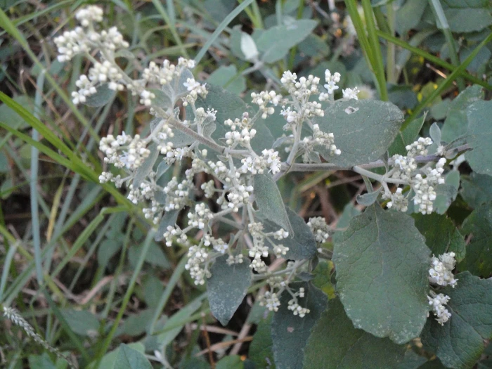 Buddleja dysophylla image