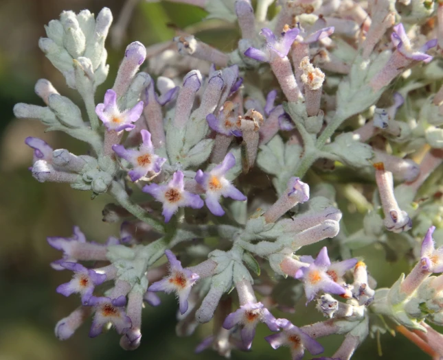 Buddleja salviifolia image
