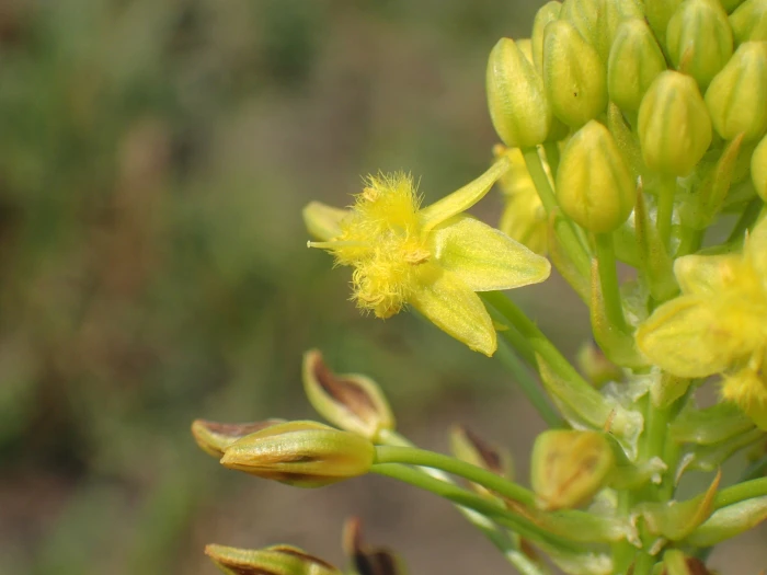 Bulbine abyssinica image