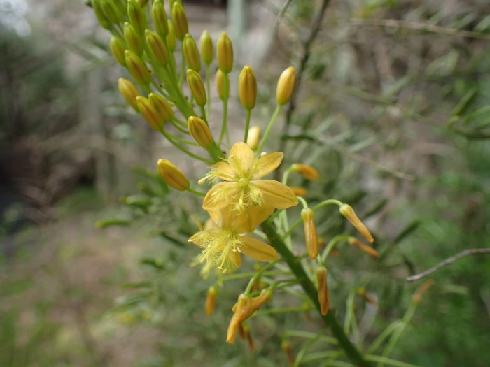 Bulbine latifolia image