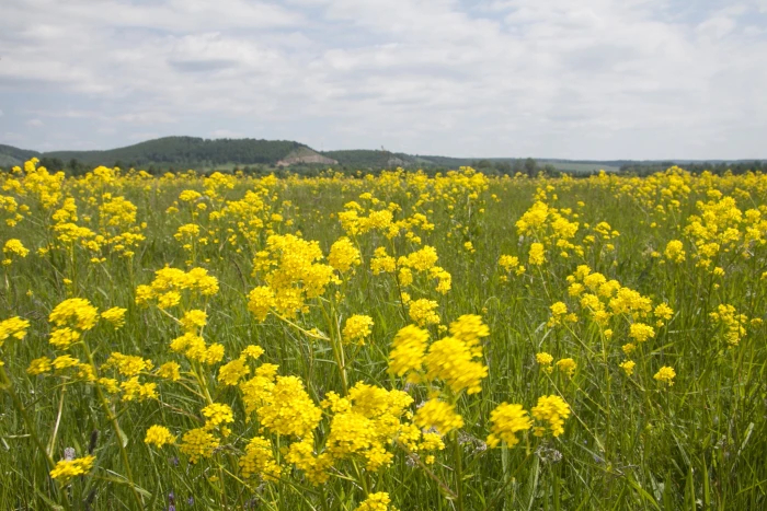 Bunias orientalis image