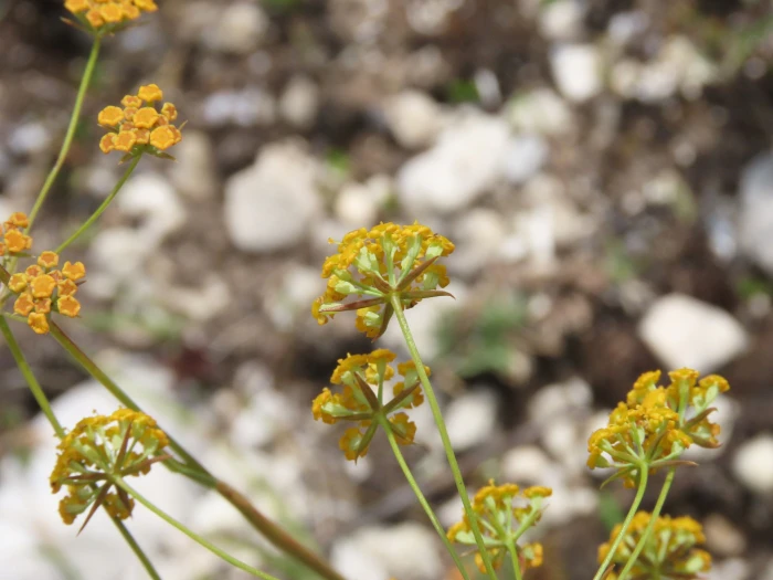 Bupleurum falcatum image
