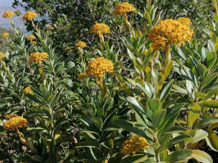 Bupleurum fruticosum image