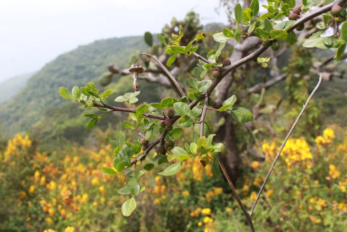Bursera fagaroides image