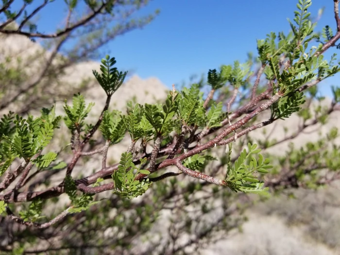 Bursera microphylla image