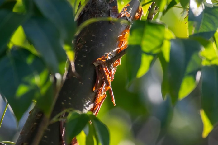 Bursera simaruba image