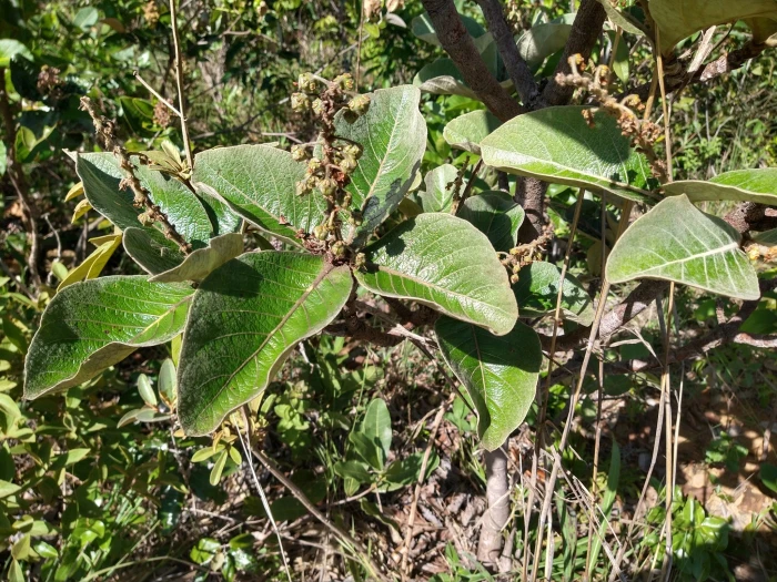 Byrsonima verbascifolia image