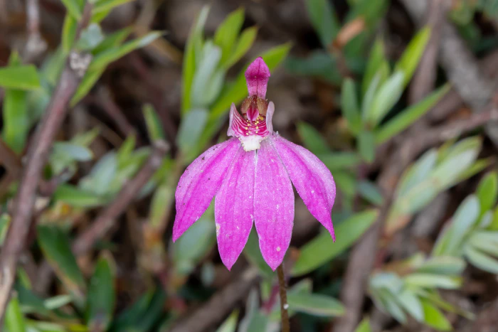 Caladenia carnea image