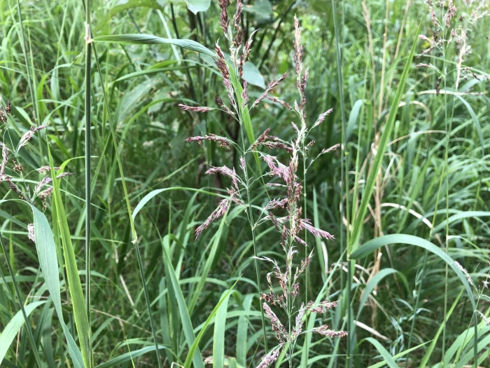 Calamagrostis canadensis image
