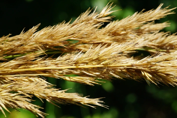 Calamagrostis epigeios image