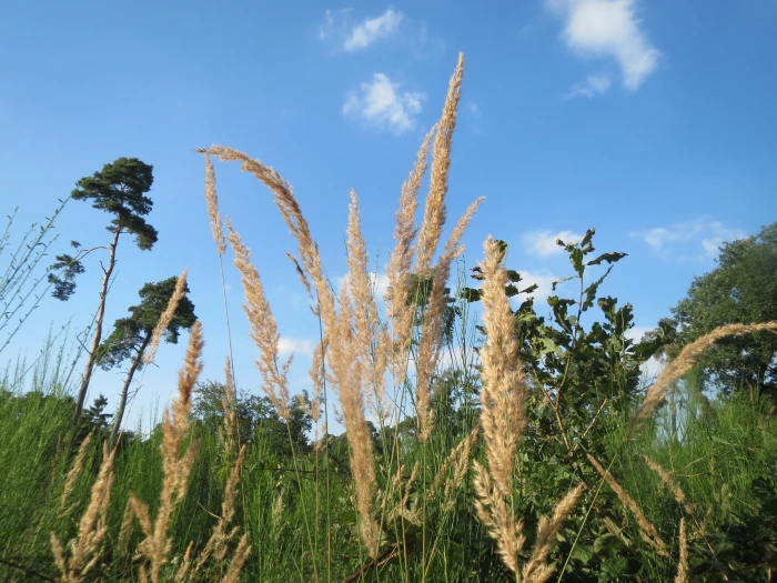Calamagrostis epigejos image