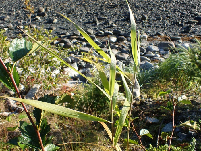 Calamagrostis inexpansa image