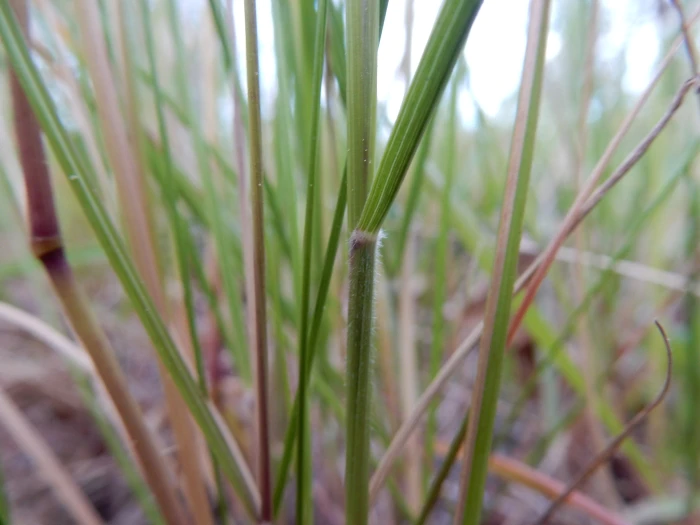 Calamagrostis rubescens image