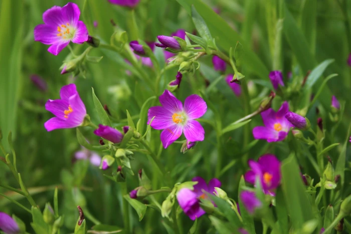 Calandrinia ciliata image