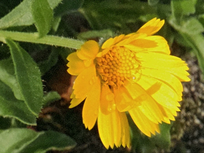 Calendula arvensis image