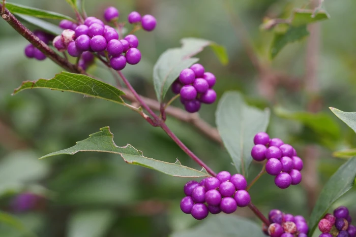 Callicarpa japonica image