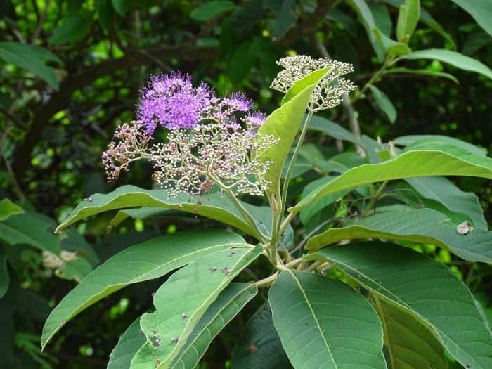 Callicarpa nudiflora image