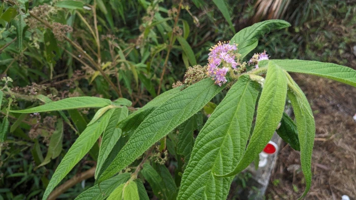 Callicarpa pilosissima image