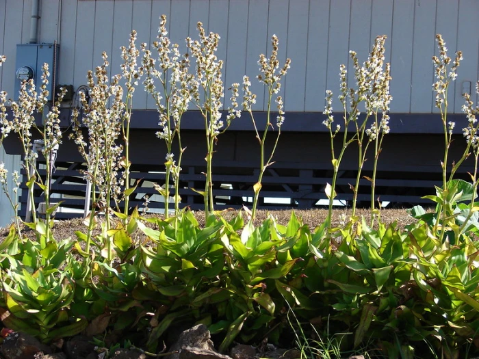 Callisia fragrans image