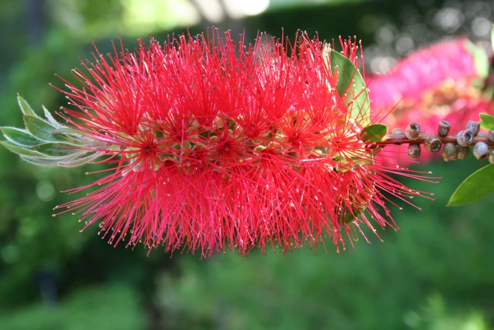 Callistemon comboynensis image