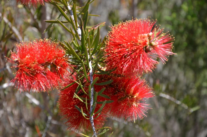 Callistemon rugulosus image