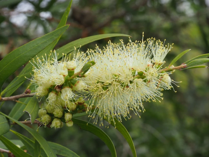 Callistemon salignus image