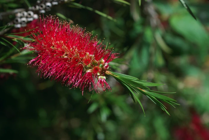 Callistemon subulatus image