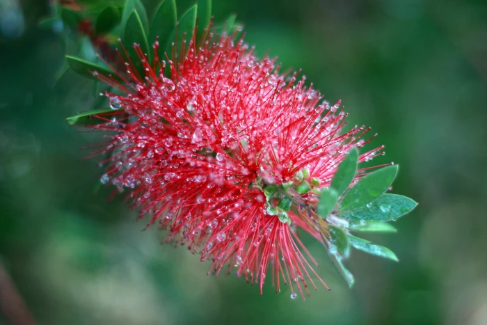 Callistemon viminalis image