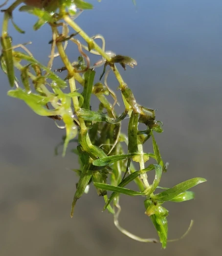 Callitriche hermaphroditica image