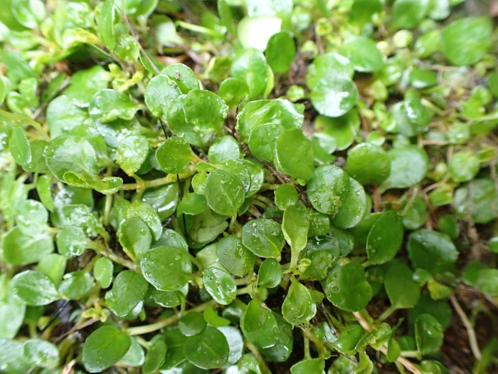 Callitriche stagnalis image