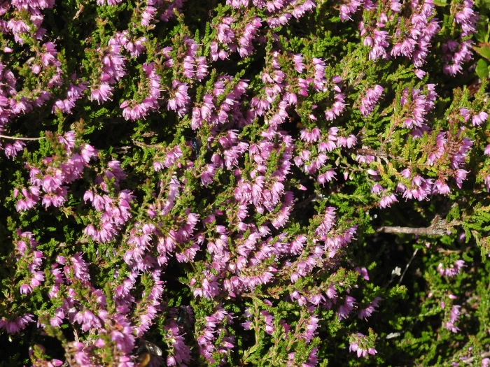 Calluna vulgaris image