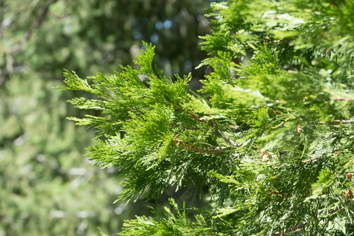 Calocedrus decurrens image