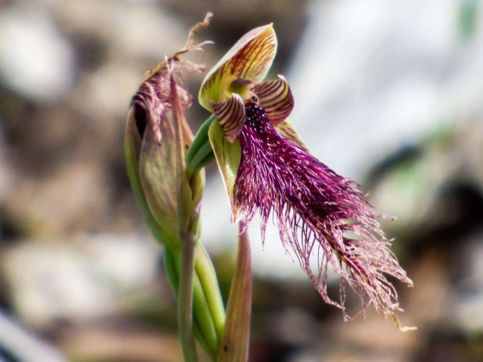 Calochilus robertsonii image