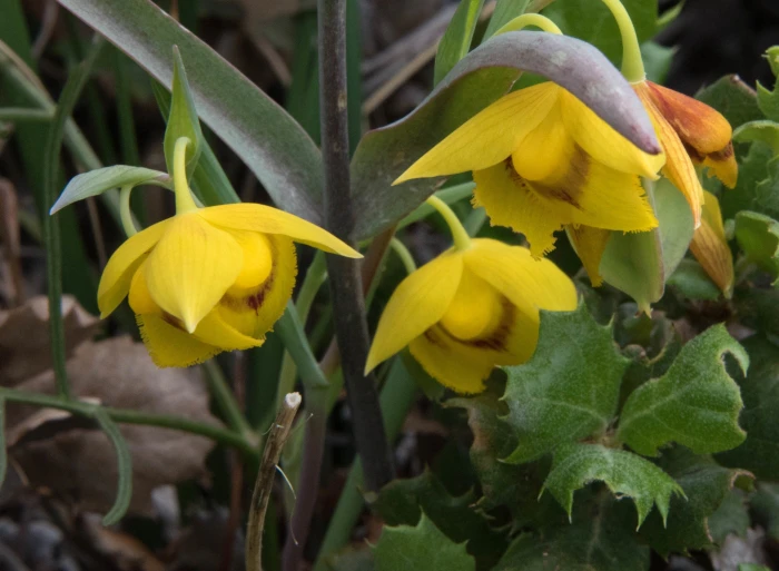 Calochortus amabilis image