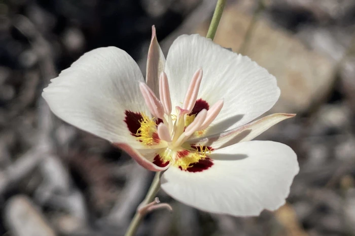 Calochortus dunnii image