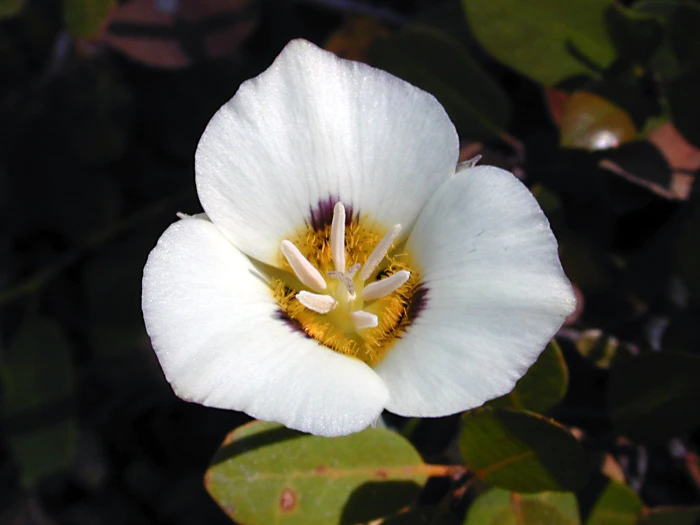 Calochortus leichtlinii image
