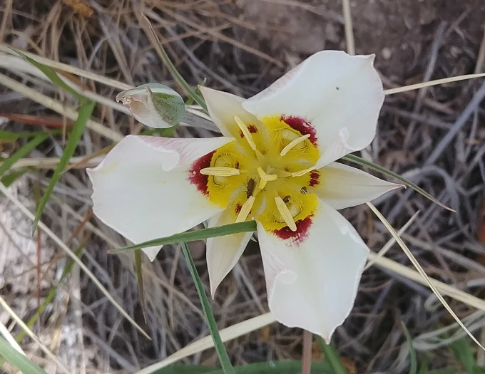 Calochortus nuttallii image