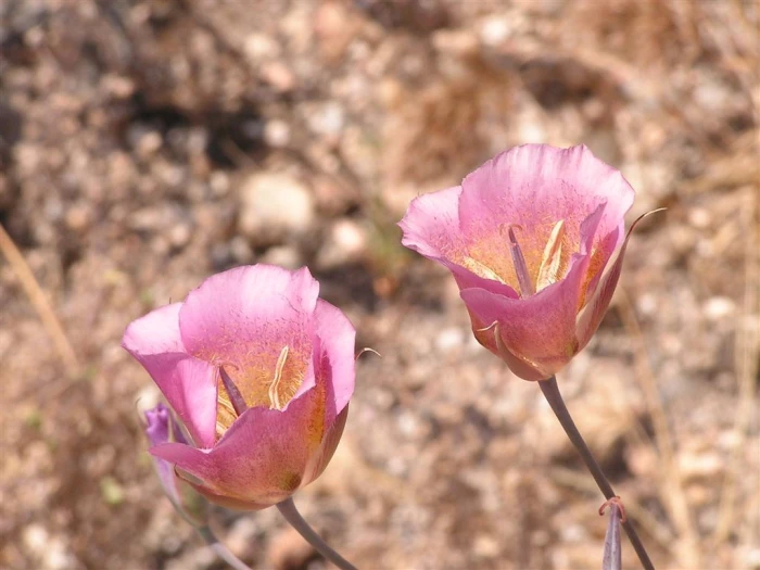 Calochortus plummerae image