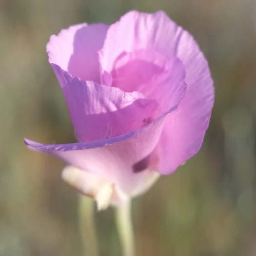 Calochortus splendens image