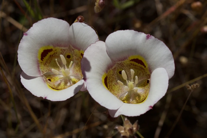 Calochortus superbus image